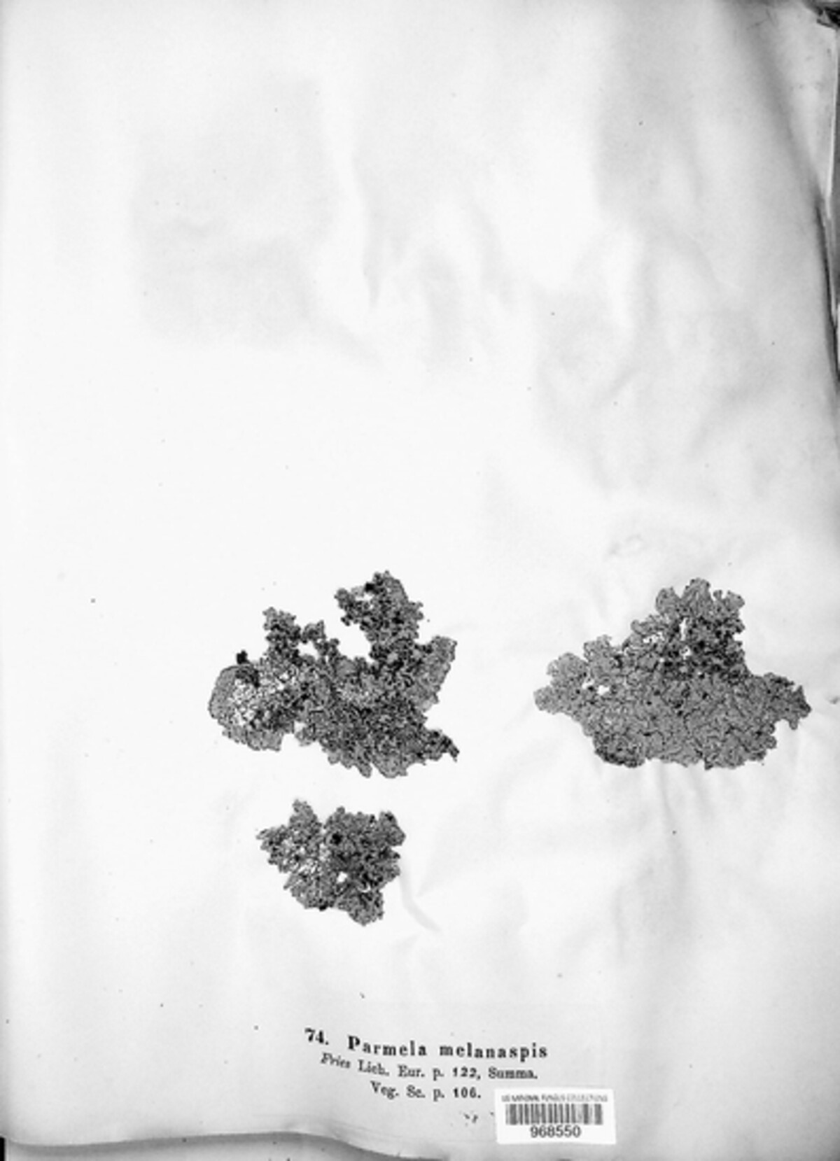 Megasporaceae image